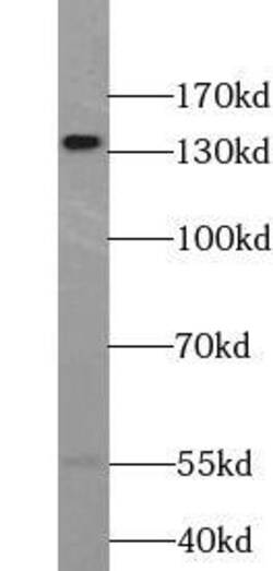 WWC2 Antibody - BSA Free, Novus Biologicals 100 &mu;g | Buy Online | Novus Biologicals | Fisher Scientific