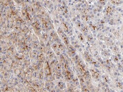 WDR45 Antibody - BSA Free, Novus Biologicals 100 &mu;g | Buy Online | Novus Biologicals | Fisher Scientific