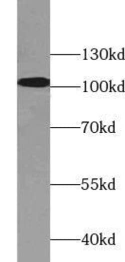 WDR24 Antibody - BSA Free, Novus Biologicals 100 &mu;g | Buy Online | Novus Biologicals | Fisher Scientific