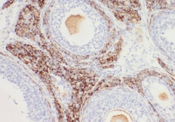 WDR24 Antibody - BSA Free, Novus Biologicals 100 &mu;g | Buy Online | Novus Biologicals | Fisher Scientific