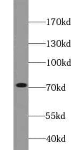 VPS33B Antibody - BSA Free, Novus Biologicals 100 &mu;g | Buy Online | Novus Biologicals | Fisher Scientific