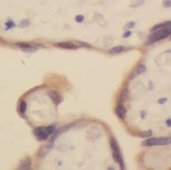 USMG5 Antibody - BSA Free, Novus Biologicals 100 &mu;g | Buy Online | Novus Biologicals | Fisher Scientific