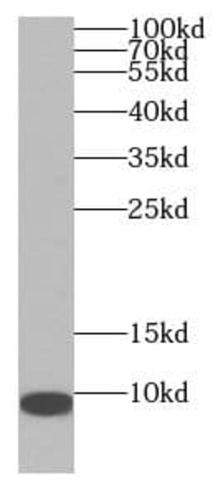 USMG5 Antibody - BSA Free, Novus Biologicals 100 &mu;g | Buy Online | Novus Biologicals | Fisher Scientific