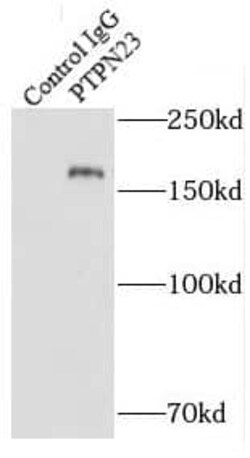 PTPN23 Antibody - BSA Free, Novus Biologicals 100 &mu;g | Buy Online | Novus Biologicals | Fisher Scientific
