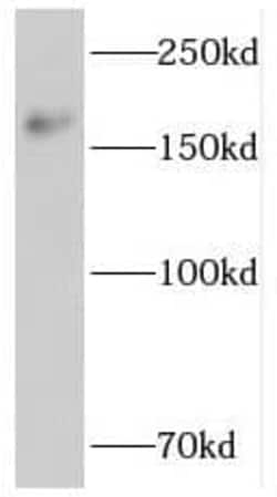 PTPN23 Antibody - BSA Free, Novus Biologicals 100 &mu;g | Buy Online | Novus Biologicals | Fisher Scientific