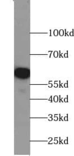 CGI-09 Antibody - BSA Free, Novus Biologicals 100 &mu;g | Buy Online | Novus Biologicals | Fisher Scientific