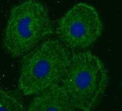 TOR1AIP2 Antibody - BSA Free, Novus Biologicals 100 &mu;g | Buy Online | Novus Biologicals | Fisher Scientific