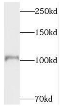 Topoisomerase III alpha Antibody - BSA Free, Novus Biologicals 100 &mu;g | Buy Online | R&D Systems | Fisher Scientific