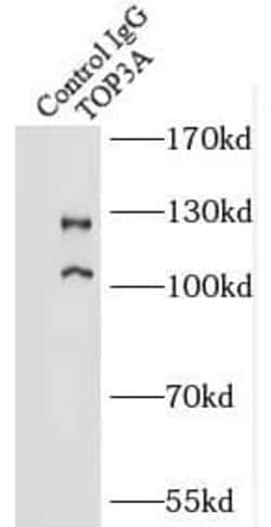 Topoisomerase III alpha Antibody - BSA Free, Novus Biologicals&trade;