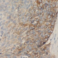 Amisyn Antibody - BSA Free, Novus Biologicals 100 &mu;g | Buy Online | Novus Biologicals | Fisher Scientific