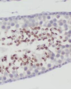 MFSD2 Antibody - BSA Free, Novus Biologicals 100 &mu;g | Buy Online | Novus Biologicals | Fisher Scientific