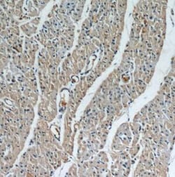 LRRC8C Antibody - BSA Free, Novus Biologicals 100 &mu;g | Buy Online | Novus Biologicals | Fisher Scientific