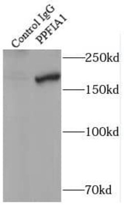 Liprin alpha 1 Antibody - BSA Free, Novus Biologicals 100 &mu;g | Buy Online | Novus Biologicals | Fisher Scientific