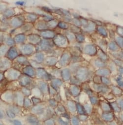 LIPC Antibody - BSA Free, Novus Biologicals 100 &mu;g | Buy Online | Novus Biologicals | Fisher Scientific