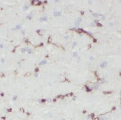 IDH3G Antibody - BSA Free, Novus Biologicals 100 &mu;g | Buy Online | Novus Biologicals | Fisher Scientific