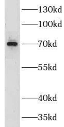GPSM2 Antibody - BSA Free, Novus Biologicals 100 &mu;g | Buy Online | Novus Biologicals | Fisher Scientific