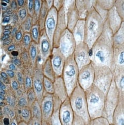 Connexin 30/GJB6 Antibody - BSA Free, Novus Biologicals 100 &mu;g | Buy Online | Novus Biologicals | Fisher Scientific