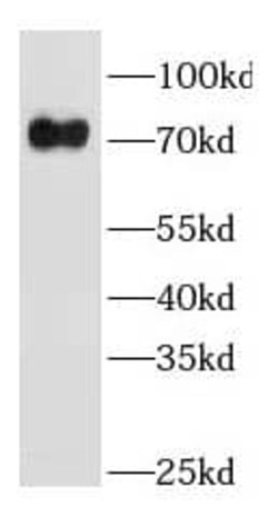 GBP4 Antibody - BSA Free, Novus Biologicals 100 &mu;g | Buy Online | Novus Biologicals | Fisher Scientific