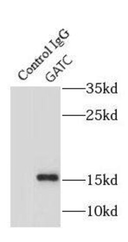 GATC Antibody - BSA Free, Novus Biologicals 100 &mu;g | Buy Online | Novus Biologicals | Fisher Scientific