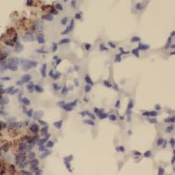 GALNTL5 Antibody - BSA Free, Novus Biologicals 100 &mu;g | Buy Online | Novus Biologicals | Fisher Scientific