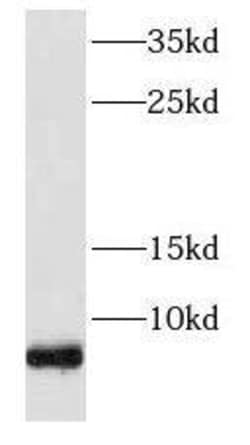 FXYD2 Antibody - BSA Free, Novus Biologicals 100 &mu;g | Buy Online | Novus Biologicals | Fisher Scientific