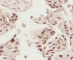 FMO5 Antibody - BSA Free, Novus Biologicals 100 &mu;g | Buy Online | Novus Biologicals | Fisher Scientific