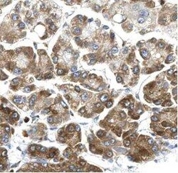 FJX1 Antibody - BSA Free, Novus Biologicals 100 &mu;g | Buy Online | Novus Biologicals | Fisher Scientific