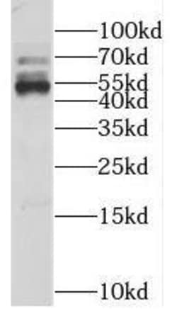 KLHL12/C3IP1 Antibody - BSA Free, Novus Biologicals 100 &mu;g | Buy Online | Novus Biologicals | Fisher Scientific