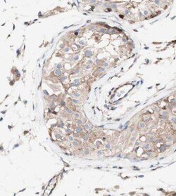 KLHL12/C3IP1 Antibody - BSA Free, Novus Biologicals 100 &mu;g | Buy Online | Novus Biologicals | Fisher Scientific