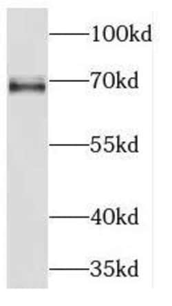 KLC2 Antibody - BSA Free, Novus Biologicals 100 &mu;g | Buy Online | Novus Biologicals | Fisher Scientific