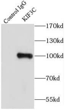 Kif3c Antibody - BSA Free, Novus Biologicals 100 &mu;g | Buy Online | Novus Biologicals | Fisher Scientific