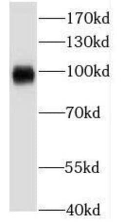 Kv3.4 Antibody - BSA Free, Novus Biologicals 100 &mu;g | Buy Online | Novus Biologicals | Fisher Scientific
