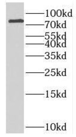 INTU Antibody - BSA Free, Novus Biologicals 100 &mu;g | Buy Online | Novus Biologicals | Fisher Scientific