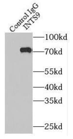 RC74 Antibody - BSA Free, Novus Biologicals 100 &mu;g | Buy Online | Novus Biologicals | Fisher Scientific