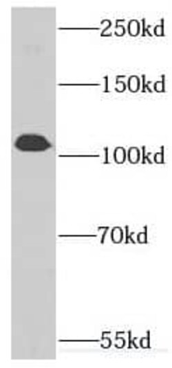 DKFZP434B168 Antibody - BSA Free, Novus Biologicals 100 &mu;g | Buy Online | Novus Biologicals | Fisher Scientific