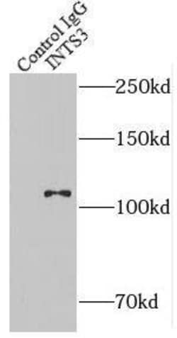INT3 Antibody - BSA Free, Novus Biologicals 100 &mu;g | Buy Online | Novus Biologicals | Fisher Scientific