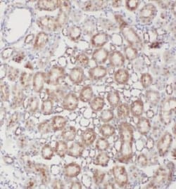 INSC Antibody - BSA Free, Novus Biologicals 100 &mu;g | Buy Online | Novus Biologicals | Fisher Scientific