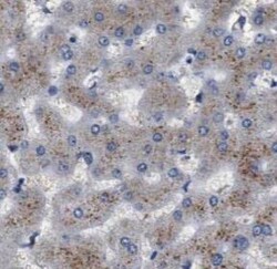 RP5-1077B9.4 Antibody - BSA Free, Novus Biologicals 100 &mu;g | Buy Online | Novus Biologicals | Fisher Scientific