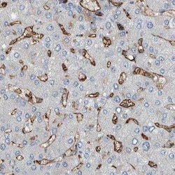 IGHMBP2 Antibody - BSA Free, Novus Biologicals 100 &mu;g | Buy Online | Novus Biologicals | Fisher Scientific