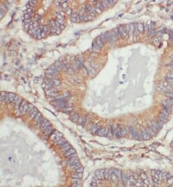 ERGIC1 Antibody - BSA Free, Novus Biologicals 100 &mu;g | Buy Online | Novus Biologicals | Fisher Scientific