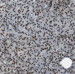 ENC1 Antibody - BSA Free, Novus Biologicals 100 &mu;g | Buy Online | Novus Biologicals | Fisher Scientific
