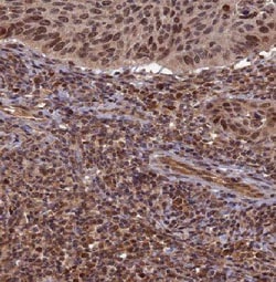 E2F7 Antibody - BSA Free, Novus Biologicals 100 &mu;g | Buy Online | Novus Biologicals | Fisher Scientific