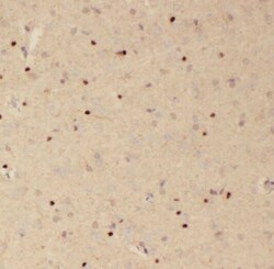 RSPH3 Antibody - BSA Free, Novus Biologicals 100 &mu;g | Buy Online | Novus Biologicals | Fisher Scientific
