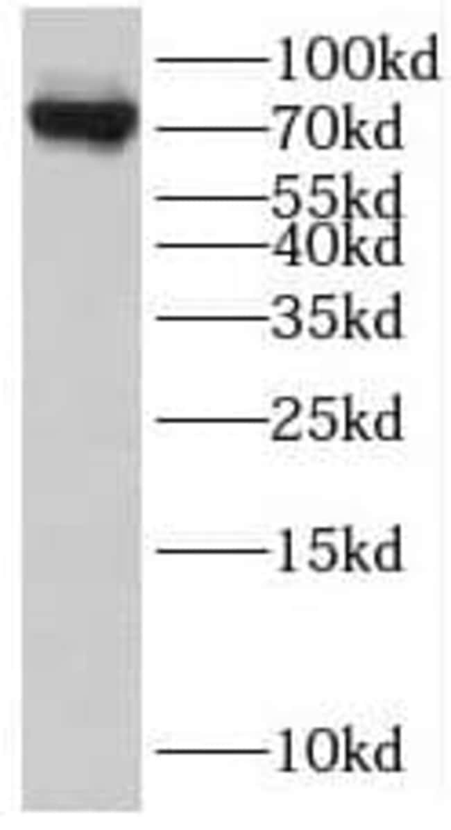 RRN3 Antibody - BSA Free, Novus Biologicals 100 μg; Unconjugated ...