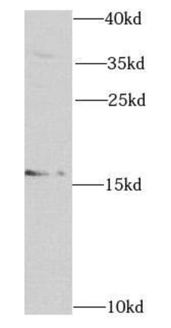RNASE13 Antibody - BSA Free, Novus Biologicals 100 &mu;g | Buy Online | Novus Biologicals | Fisher Scientific