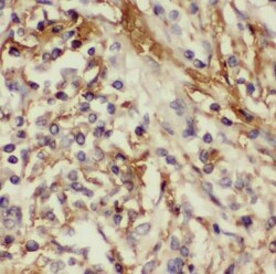 RABL2B Antibody - BSA Free, Novus Biologicals 100 &mu;g | Buy Online | Novus Biologicals | Fisher Scientific