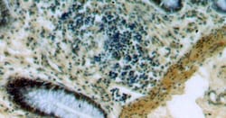 PRICKLE3 Antibody - BSA Free, Novus Biologicals 100 &mu;g | Buy Online | Novus Biologicals | Fisher Scientific