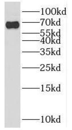 PPWD1 Antibody - BSA Free, Novus Biologicals 100 &mu;g | Buy Online | Novus Biologicals | Fisher Scientific