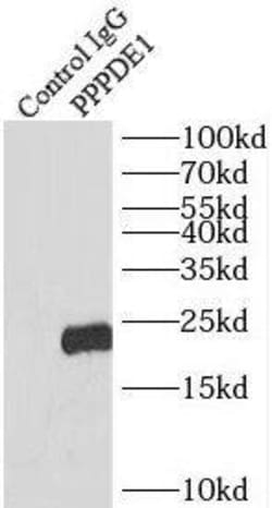 PPPDE1 Antibody - BSA Free, Novus Biologicals 100 &mu;g | Buy Online | Novus Biologicals | Fisher Scientific