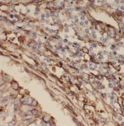 PPPDE1 Antibody - BSA Free, Novus Biologicals 100 &mu;g | Buy Online | Novus Biologicals | Fisher Scientific